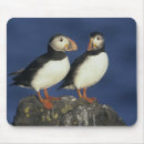 Search for bird puffins mouse mats Wild