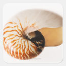 Search for sealife stickers Nautilus