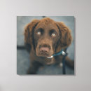 Search for brown eye art Animal body part