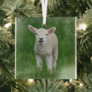 Search for sheep christmas tree decorations Lamb
