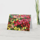 Search for petunia cards Photography