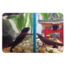 Search for salamanders magnets Amphibian