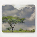 Search for acacia mouse mats Cloud