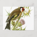 Search for wildlife art postcards Animal