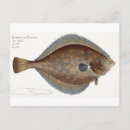 Search for plaice 1743 1805