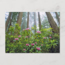 Search for rhododendrons postcards Tree