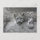 Search for zoos postcards Mammal