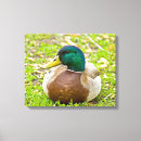 Search for ducks canvas prints Yellow