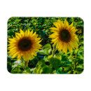 Search for twin magnets Flowers