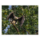 Search for wingspan posters Eagle