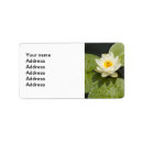 Search for lily pad return address labels Flower