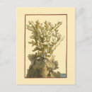 Search for algae postcards Kelp