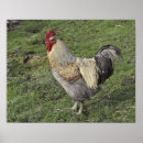 Search for chicken breeds posters Rooster