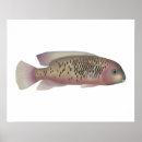 Search for cichlid art Fish