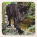 Search for black panther coasters Big cat