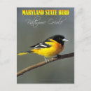 Search for icterus galbula Maryland