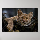 Search for bobcat posters Wildlife