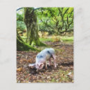 Search for fall vertical postcards England
