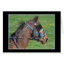 Search for race photography Equine