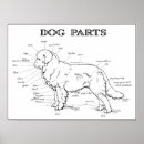 Search for dog anatomy posters Dogs