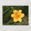 Search for day lily postcards Yellow