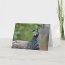 Search for peafowl cards Peacock