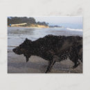 Search for santa barbara postcards Beach