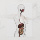 Search for digestion postcards Intestine