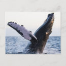 Search for breaching Photography