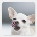 Search for chihuahua stickers Dogs