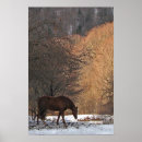 Search for equus posters Equus ferus caballus