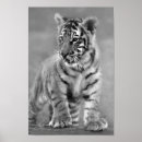 Search for black white tiger posters Nature