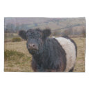 Search for belted galloway gifts Dartmoor
