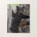 Search for black bear puzzles Ursus americanus