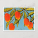 Search for mango postcards Vintage