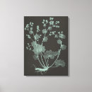 Search for studies canvas prints Botanical