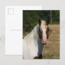 Search for haflinger postcards Breed