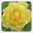 Search for yellow rose stickers Nature