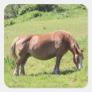 Search for chestnut horse stickers Animal