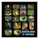Search for white bird posters Colourful