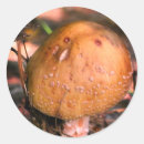 Search for wild mushroom stickers Fungi
