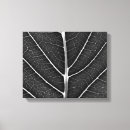 Search for black white leaf canvas prints Photography