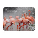 Search for flamingo seasonal cards Animal