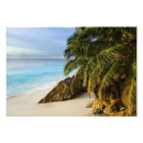 Search for ansi Palm
