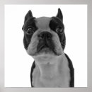 Search for boxers posters Pug
