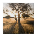 Search for acacia tiles Landscape