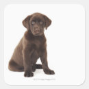 Search for chocolate labrador retriever stickers Animals