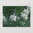 Search for white daffodil postcards Flower