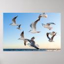 Search for gull posters Sky