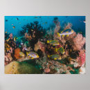 Search for coral reef posters Ocean